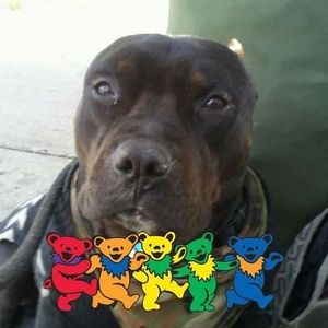 Meet your Posher, Albert